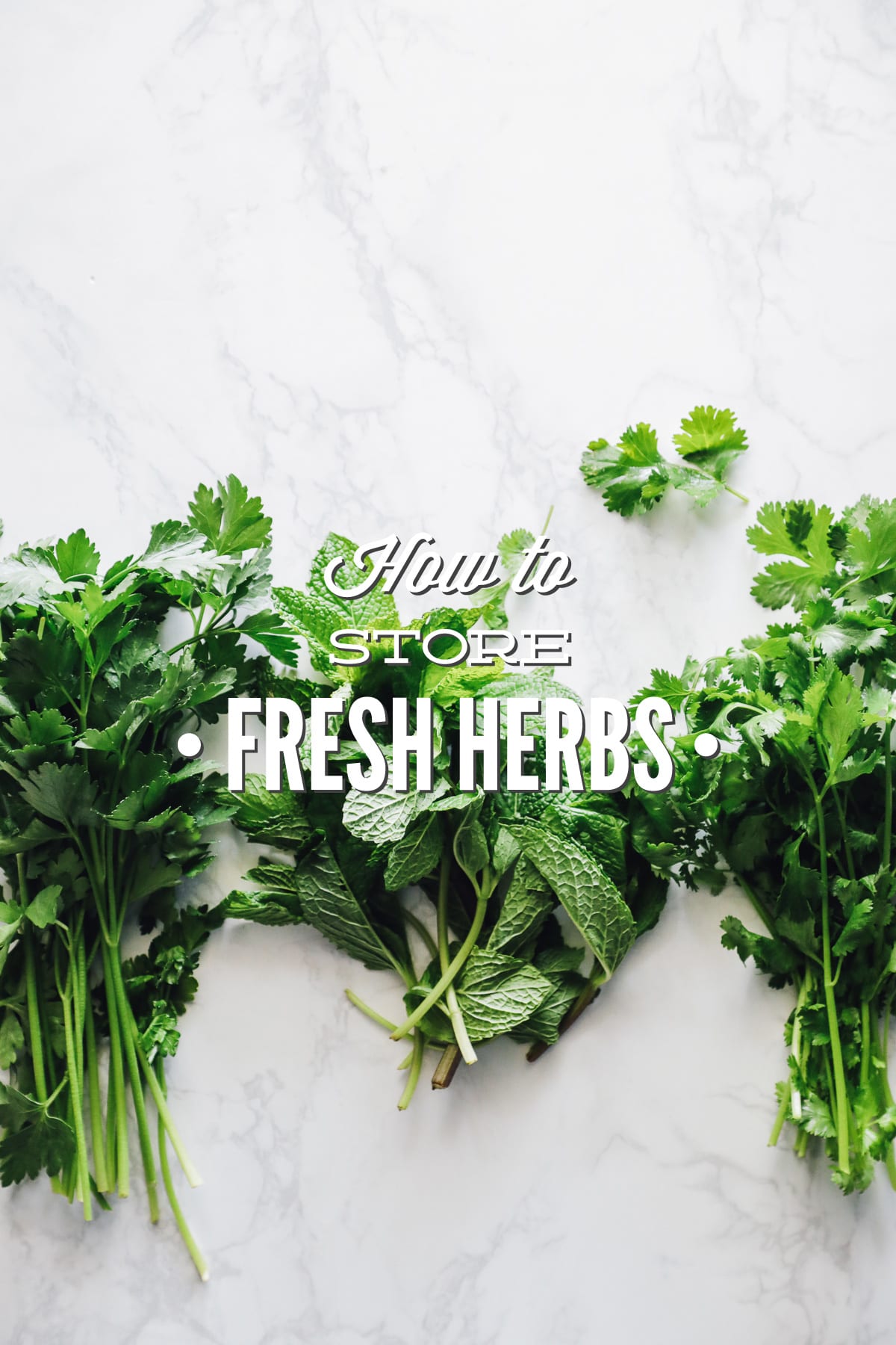 How to Store Fresh Herbs