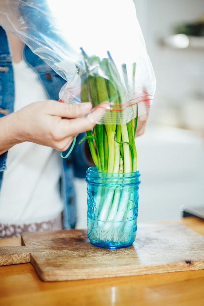 Placing a bag over the top of the green onions. 